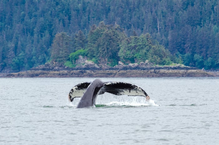 Whale watching with our friend, Sasha the Whale.