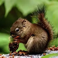 squirrel eating nuts