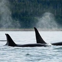 orca whale fins